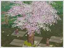 ラグナロクオンライン ミッドガルド大陸にも桜の季節がやって来た！