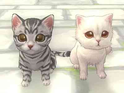 アメショ&チンチラ