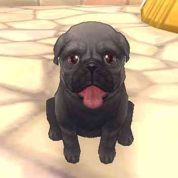 ペットアイテム「ふしぎなパグ」