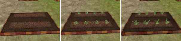 根菜の成長過程