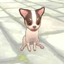 ファインディングネバーランドオンライン、チワワ